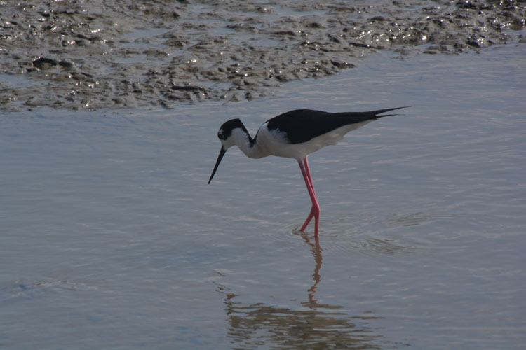 stilt searching for dinner